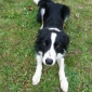 ECHANGE GARDE DE CHIENS