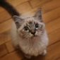 Visite à chaton