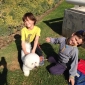 URGENT: Pompon, Bichon Frise a garder