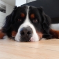Bouvier Bernois cherche pet-sitter pour un week-end.