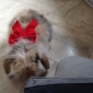 Garde lapin