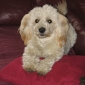 Cherche pet sitter
