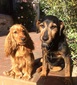 Cherche petsitter pour nos deux chiens