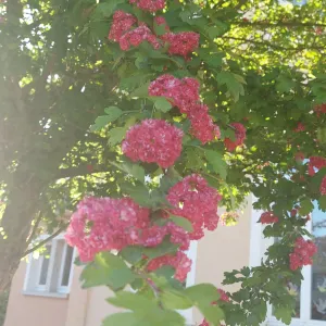 Femme de ménage à domicile à Beckerich