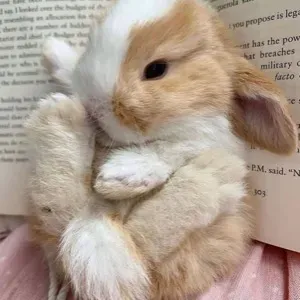 Bonjour, Je suis disponible pour vous aider à faire des cou