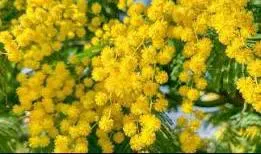 Cherche aide ménagère Vertou Le Chêne 3 à 4 h par semaine