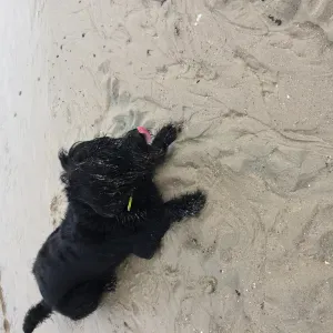 Hunde Betreuung zuhause flexibel & zuverlässig