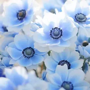 Aide à domicile , personnes, âgées, personne en difficulté 