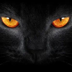 Je cherche un(e) petsitter près de chez moi