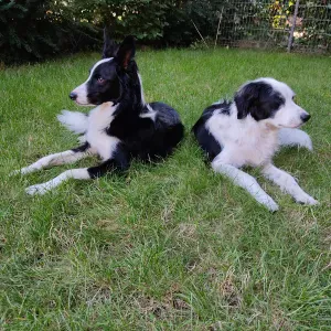 Visite chat et promenade chien