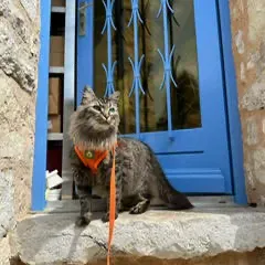 Pet-Sitter à Cannes et ses environs ! 😺
