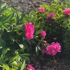 Je me tiens à votre disposition pour ménage