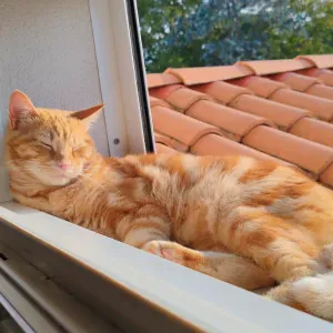 Garde chiens chats ou autre à domicile 