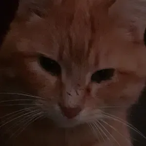 Nounou pour vos Loulou en Gironde