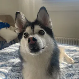 Procuro cuidador animais