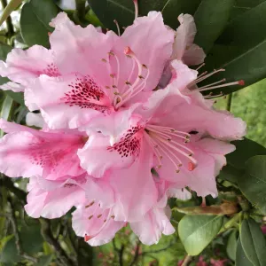 Garde d'animaux et balades, chiens et chats