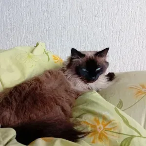 Garde d'animaux disponible week-ends et vacances