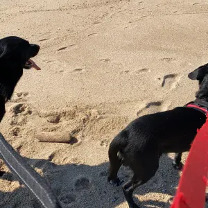 Acompanhamento de caes