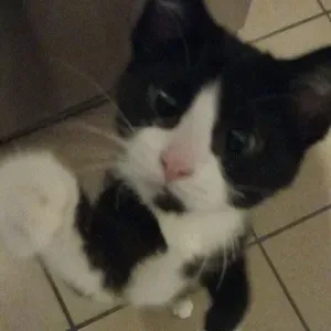 Pet-sitter à auxonne,labergement les auxonne