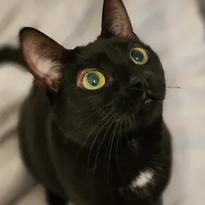 À la recherche d'un(e) cat lover pour ma petite Rosie