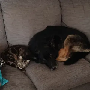 Pet-sitter dans le var disponible 7/7 