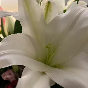 Je peux m'occuper de votre chien