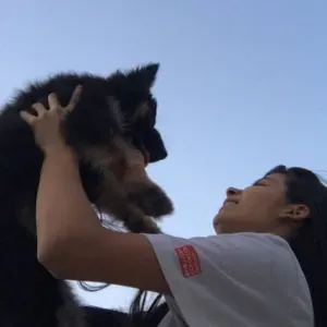 Dog sitting/Walking available 