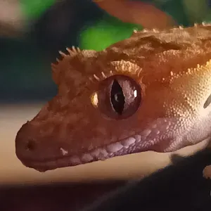Passionnée pour garder vos animaux à Paris ! 