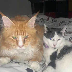 Près à vous aidez pour du ménage