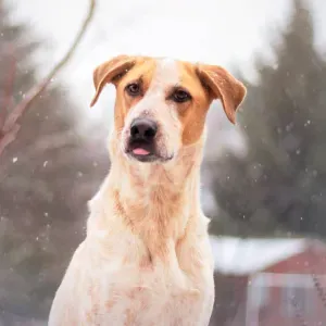 Pet-sitter à Lorrez-le-bocage 