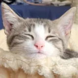 Garde de chat