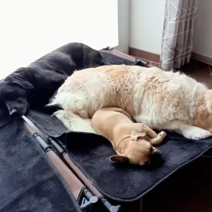 Offre de garde animaux à mon domicile 