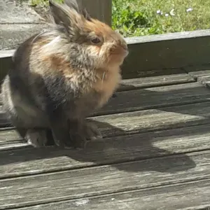 Soutien scolaire en Mathématiques / Physique-chimie