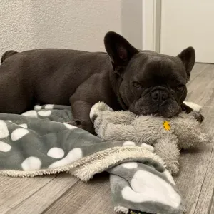 Day care for French bulldog on Fri, May 8