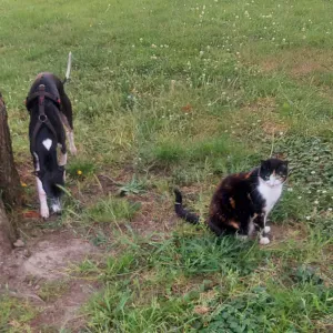 Garde animaux le creusot montcenis le breuil torcy