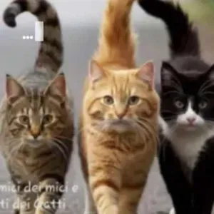 Pulizia appartamenti o case e accoglienza ospiti 