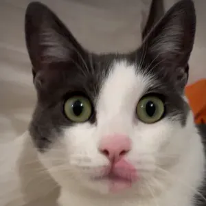 À la recherche d'un pet sitter