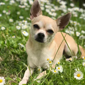 Pet sitting a Rimini🐾 amore e cura per i i tuoi animali❤️