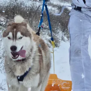 Pet sitter passionnée par les chiens