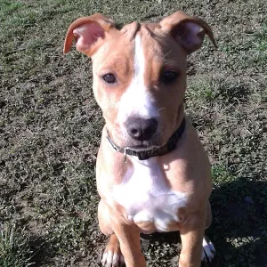 Offerta di lavoro per pulizie a Entratico