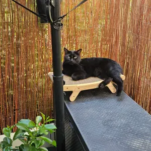 Visites quotidiennes pour mon chat Coco 