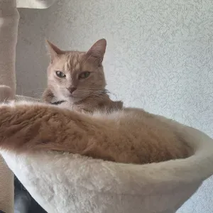 Garde de groupe d'enfants pour mariage - espagnol exigé