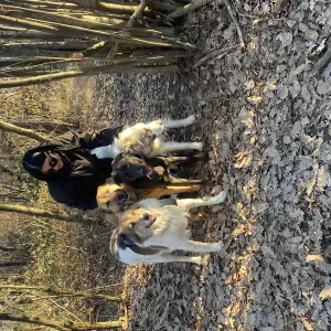 Dog sitter a domicilio o presso la mia abitazione