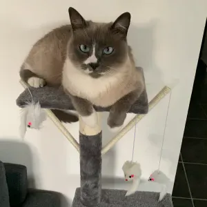 Visite et garde chat sur montpellier