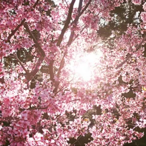 Addetta alle pulizie Velletri(RM)