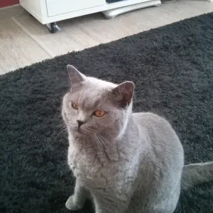 Garde de chat chez moi de fin juin à mi juillet