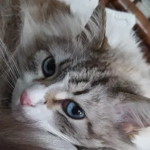 Je cherche un(e) cat-sitter près de chez moi