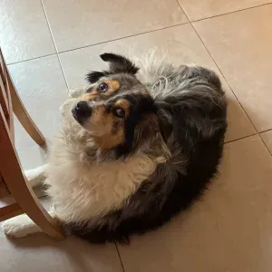 Petite Mamie chienne aurait besoin d'attentions