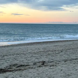 Pet-Sitter à Montpellier  ou alentours 