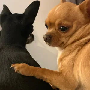 Garde 2 chihuahuas du 22/08/2025 au 6/09/2025